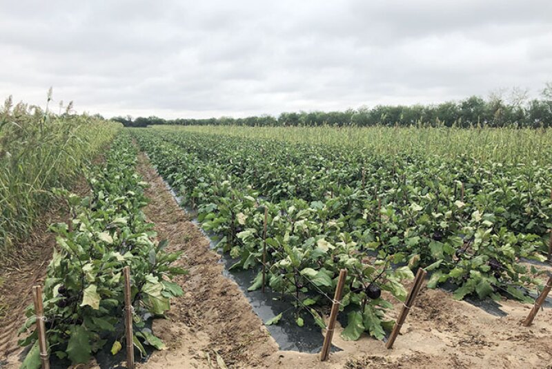 Eggplant under field production.