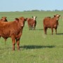 Stocker cattle