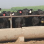 Dr. Dan Thomson says the scenario is similar to the impact of a natural disaster. While feedlots did everything possible to prepare and get cattle relief, the heat and humidity meant the cattle didn't have a chance to cool down.