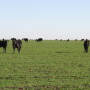 cattle grazing 002 300x234