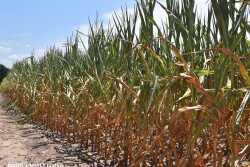drought corn dry weather heat wave - By Lindsey Pound