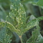 sudden death syndrome SOYB060A