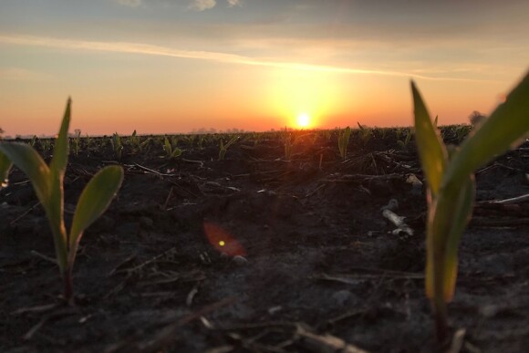 Corn. Photo Courtesy: Tyne Morgan