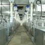 Labor-friendly automated sow feeding
