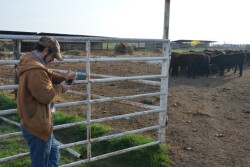 BT_Cattle_Smart_Phone