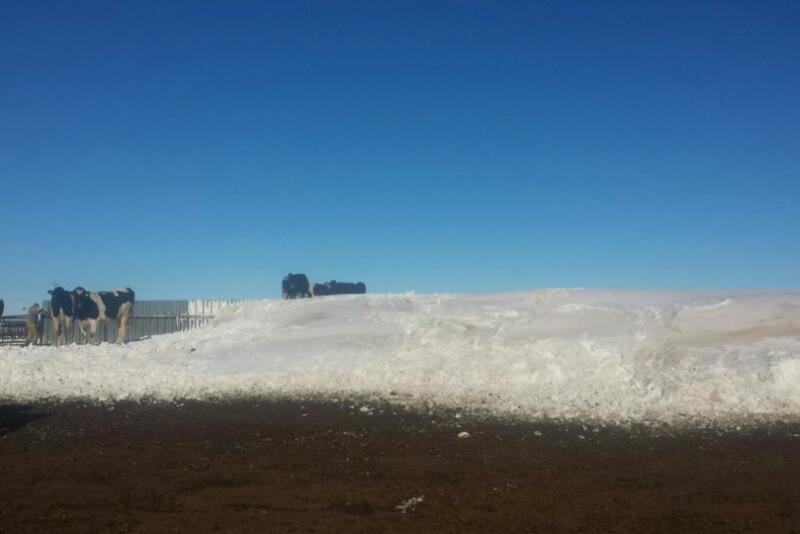 Dairy_Cows_Snow