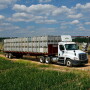 A Bland Farms truck pulls a load of Vidalia onions from the fields en route to the packinghouse. Growers are considering how the  shipping situation, with higher freight rates and truck shortages in some areas, will affect their season. 