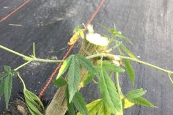 Sheared-off stems are all that remain of a 50 plant hemp crop that was stolen from a Vermont farm.