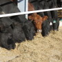 Improving the value of cull cows offers income opportunity for cattle producers.