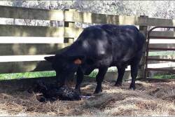Being ready and prepared before the start of calving season can make life much easier for cow-calf producers and potentially save a calf.
