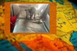Pet Pig Gets Sent Back to Mexico