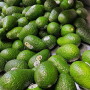 Index Fresh on California avocado season