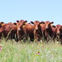 Red Angus