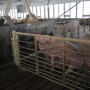 Fewer hogs eating whey components in China is hurting demand as prices for whey and its components have plunged this year. 