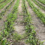 forage_sorghum