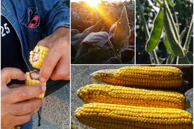 Crop_Tour_Indiana_Collage