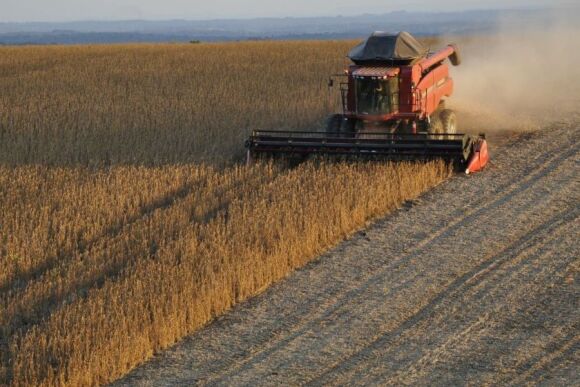 Soybean field during harvest