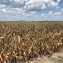 Drought is taking a toll on crops in Missouri. This photo was taken in July 2018 in Ray County, Missouri. A new USDA crop progress report comes out this afternoon, but as of last week 45% of Missouri's corn was poor to very poor. 