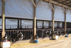 Industry experts provide tips to help keep just-weaned heifers on a healthy and productive roll.