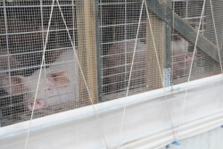 hogs-pigs-barn_(11).JPG