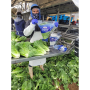 ocean mist lettuce