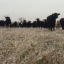 BT_Cattle_Ice_Winter