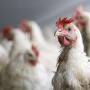 Expanding poultry operations in northeast Oklahoma has residents concerned about the environment and their quality of life. 