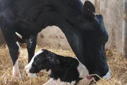 Calving is a time that puts a considerable amount of stress on the cow. 