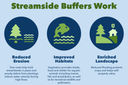 Streamside Buffers Work.png