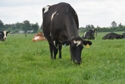 DT_Grazing_Dairy_Rye_Grass