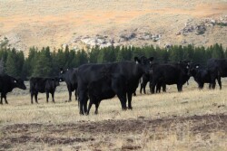 BT_Wyoming_Range_Cows_Calves.JPG
