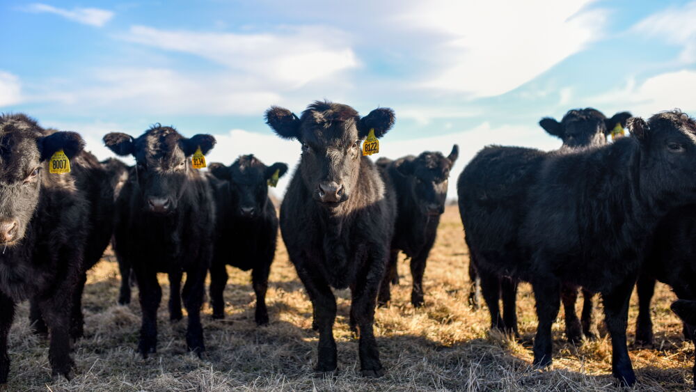weaned calves.jpeg