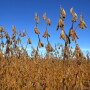 USDA’S final crop production report of the year made some historic adjustments, including tighter soybean stocks.  As a result, soybeans shot 60 cents higher in a matter of minutes, and corn traded up the limit. 