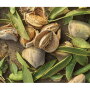 This year’s almond crop already has set a record, says Richard Waycott, president and CEO of the Almond Board of California. The state’s 7,600 almond growers will produce up to 2.5 billion pounds of almonds on 1.2 million bearing acres.