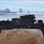 Angus cows at hay bale BT