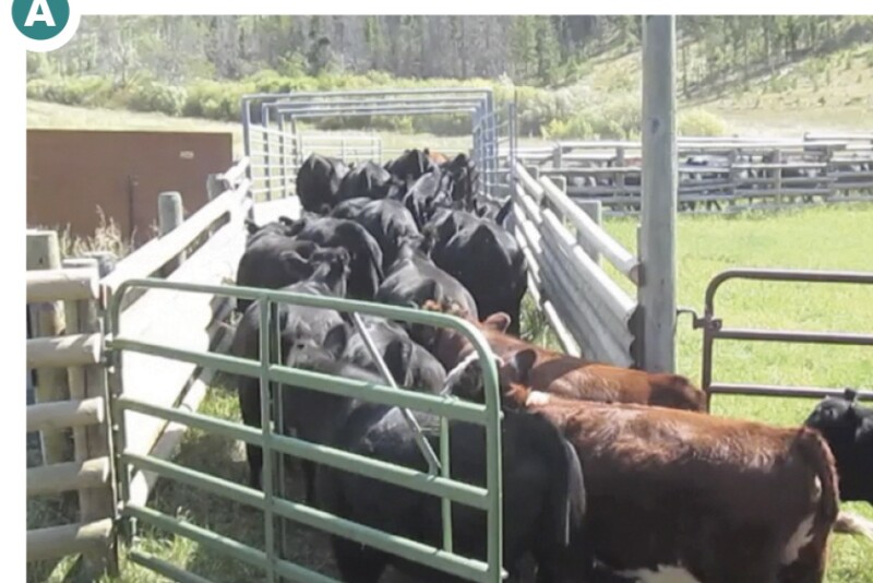 Figure A. By preforming a dry run across the open scale, the animals learn the route, that there is a way out, and nothing bad will happen to them. 