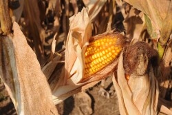 Seth Meyer says USDA is running out of time and runway to make adjustments to the export side of the ledger, as this week the World Ag Outlook Board defended its current China import figures. 