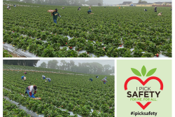 Strawberry picking crews are being staggered to avoid clusters of workers in fields.