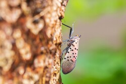Lanternfly