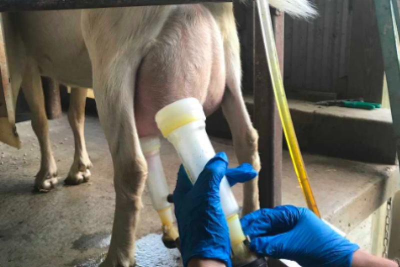 Andrew and Blake Place own and operate a goat dairy called Hidden Pastures Goat Dairy in Glenfield, New York. What sets them apart is their creation of goat gelato made out of goat’s milk.