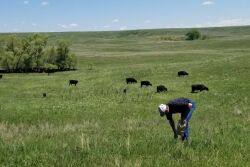 Forage Sampling