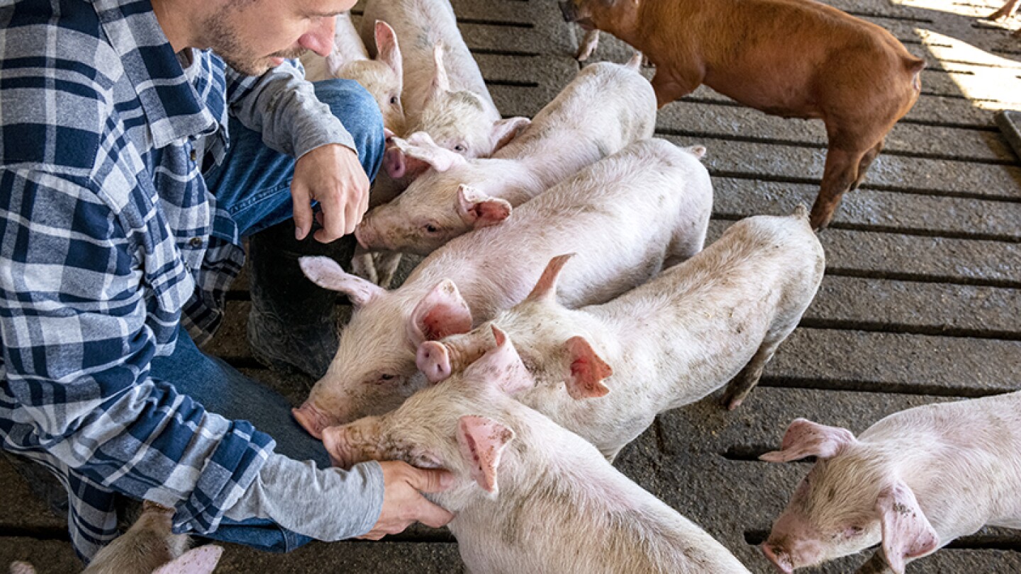 Trade Barriers Limit Vital Export Opportunities for Pork Producers