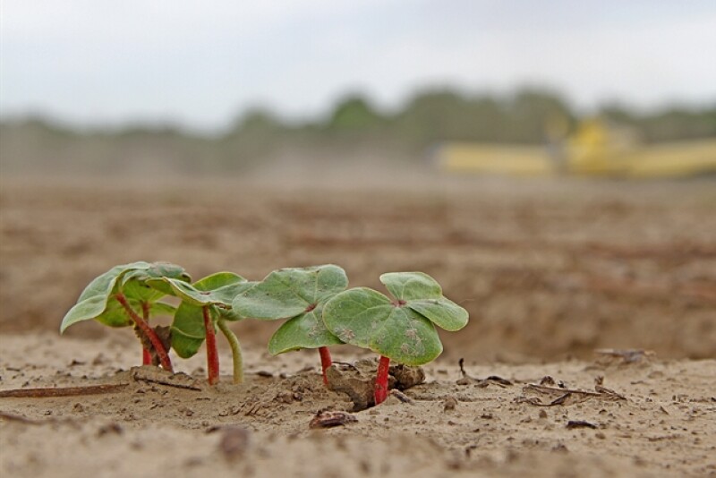 cotton_seedling_chris_bennett