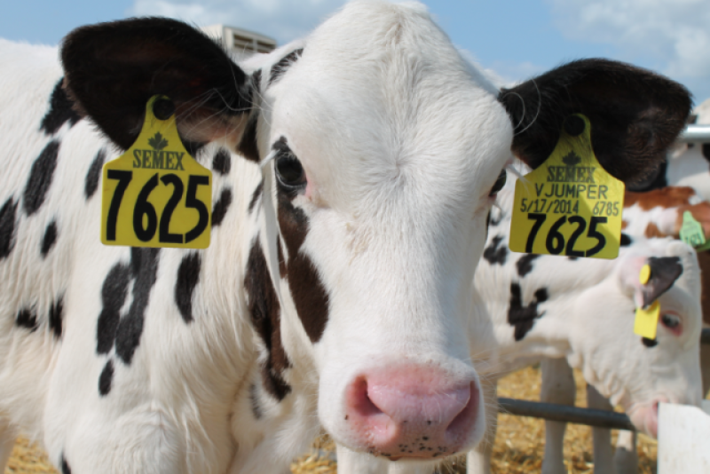 Dairy_Calf
