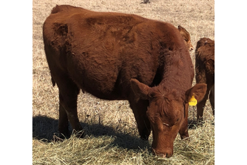 A 3-year-old female that’s A.I. bred with her third calf in utero.