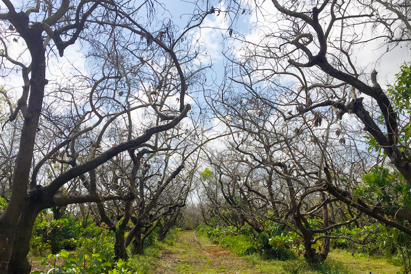 Florida avocado grove wiped out by laurel wilt disease