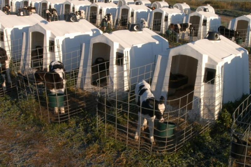 While every dairy farmer has a unique affection for their dairy calves, the next great generation of his or her milking herd, it’s not a good idea to kiss them or allow farm visitors to smooch away. 