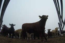BT_GoPro_Feedlot_Cattle_Wide_Angle