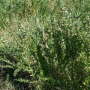 sericea_lespedeza