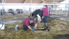 Newborn calve.